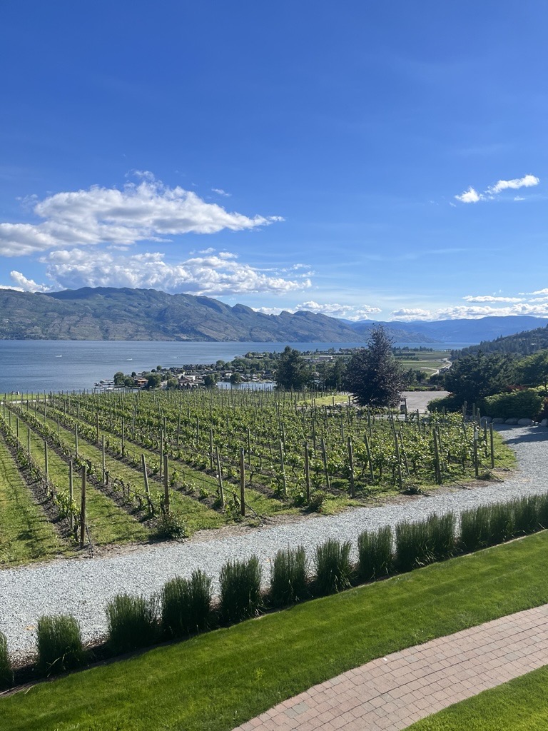 Vineyard above Okanagan Lake